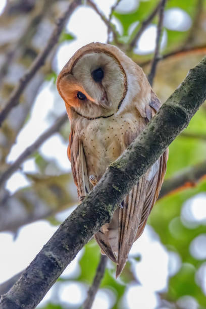 istock Juvenile Barn Owl, Richmond, BC, Canada 2194787983