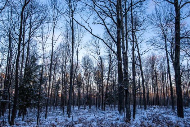 Wisconsin forest with snow early in the morning, horizontal