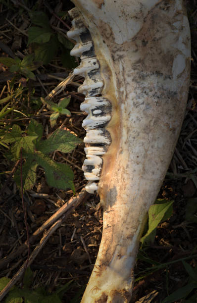 istock Large jaw bone with large teeth found in tropical field with bite marks from animals and insects 2194791466