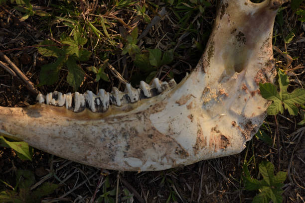Large jaw bone with large teeth found in tropical field with bite marks from animals and insects Asia