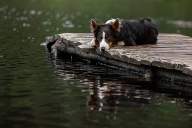 istock Border Collie resting near water 2194793462