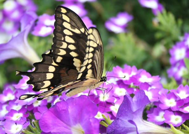 Swallowtail butterfly on purple and white flowers.