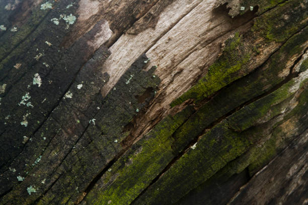 A natural wooden texture background featuring detailed grain patterns and warm earthy tones. Ideal for design elements, product photography, or rustic-themed creative projects.