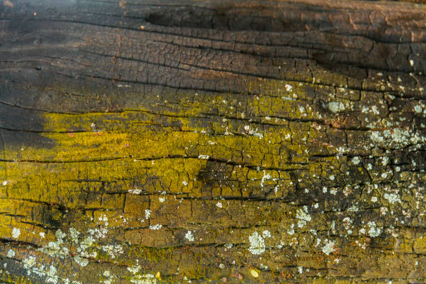 A natural wooden texture background featuring detailed grain patterns and warm earthy tones. Ideal for design elements, product photography, or rustic-themed creative projects.