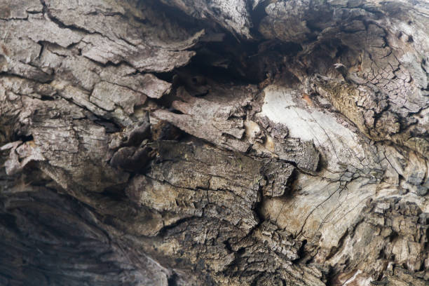 istock A natural wooden texture background 2194795785