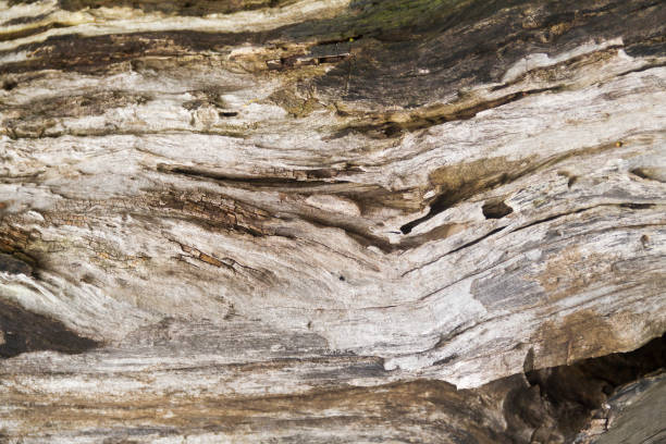 A natural wooden texture background featuring detailed grain patterns and warm earthy tones. Ideal for design elements, product photography, or rustic-themed creative projects.