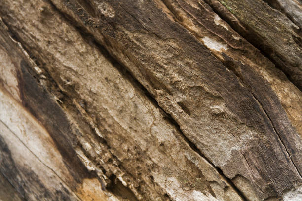 A natural wooden texture background featuring detailed grain patterns and warm earthy tones. Ideal for design elements, product photography, or rustic-themed creative projects.