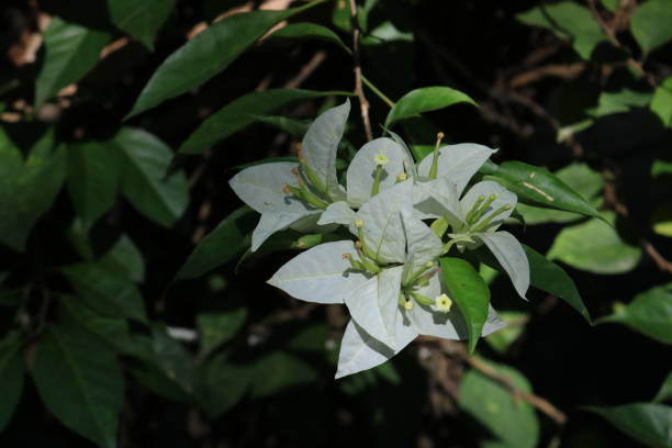 istock The white bougainvillea 2194796139