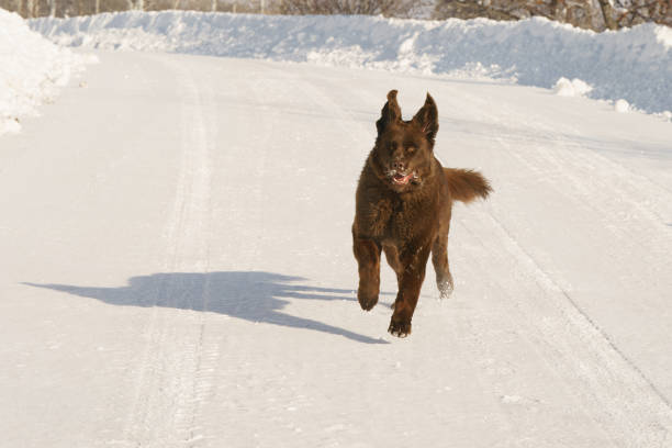Newfoundland dog running in the snow of Colorado