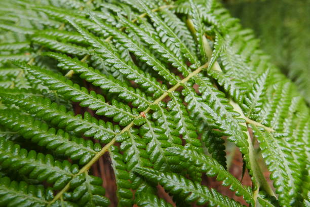 istock Melba Gully, located along the Great Ocean Road, is a lush, serene rainforest known for its vibrant ferns, moss-covered trees, and stunning walking trails, offering a peaceful nature escape. 2194796992