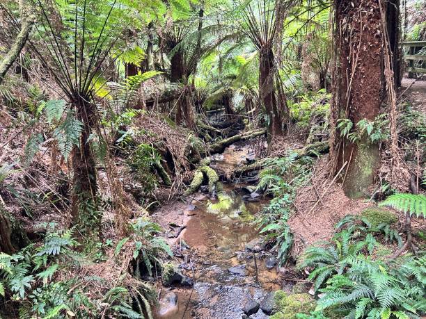 istock Melba Gully, located along the Great Ocean Road, is a lush, serene rainforest known for its vibrant ferns, moss-covered trees, and stunning walking trails, offering a peaceful nature escape. 2194797012