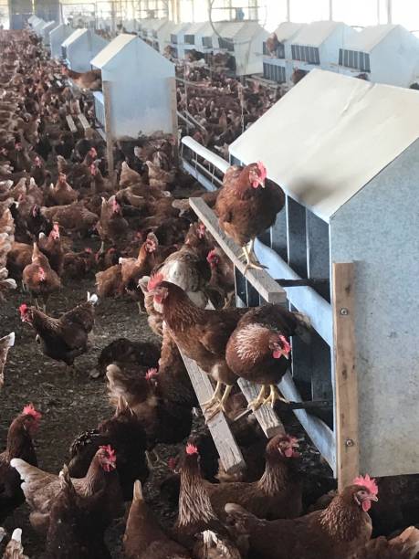 istock Cage free farm where egg laying hens explore and use nest boxes in spacious environment 2194797074
