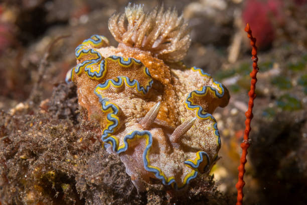 istock Underwater Image of a Colorful Nudibranch with Intricate Patterns 2194797235