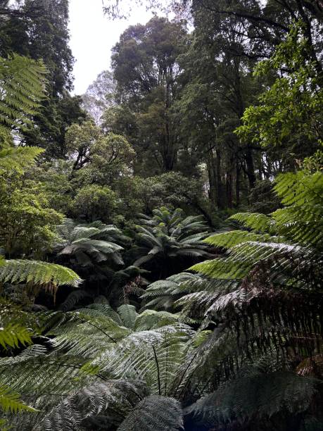 istock Melba Gully, located along the Great Ocean Road, is a lush, serene rainforest known for its vibrant ferns, moss-covered trees, and stunning walking trails, offering a peaceful nature escape. 2194797264