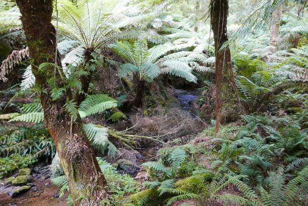 istock Melba Gully, located along the Great Ocean Road, is a lush, serene rainforest known for its vibrant ferns, moss-covered trees, and stunning walking trails, offering a peaceful nature escape. 2194797410