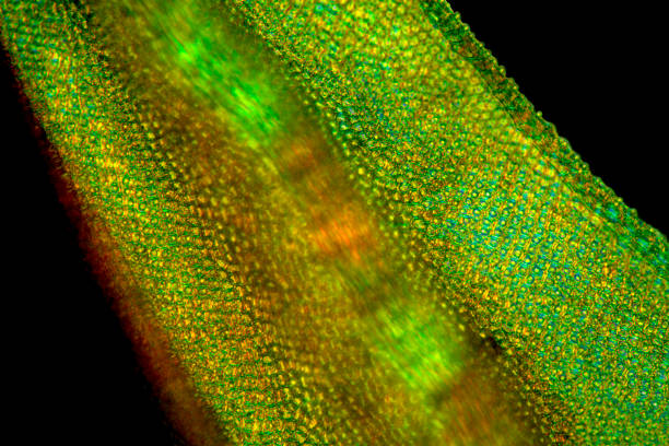 istock Midrib and papillose cells of a moss leaf, with polarization. 2194800251