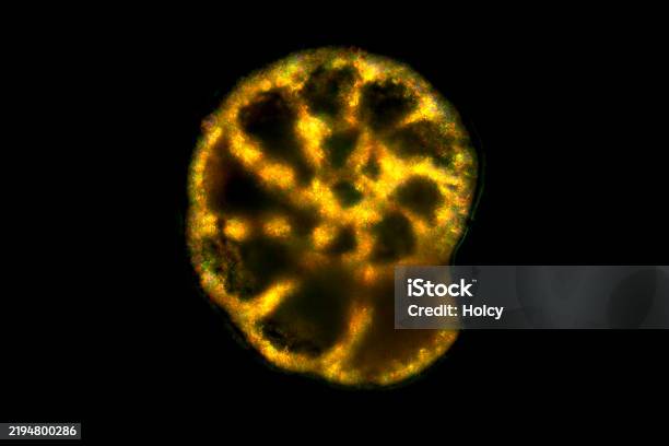 Test Shape Foram Test Of A Foram From A Caribbean Beach With Polarization Stock Photo ...