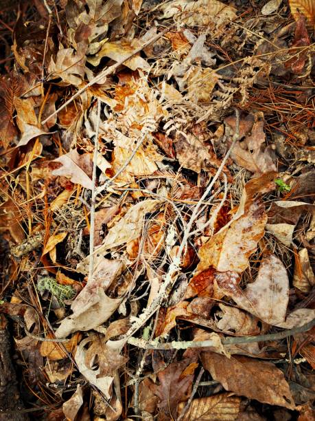 istock Dead Leaves on the Forest Floor 2194800496