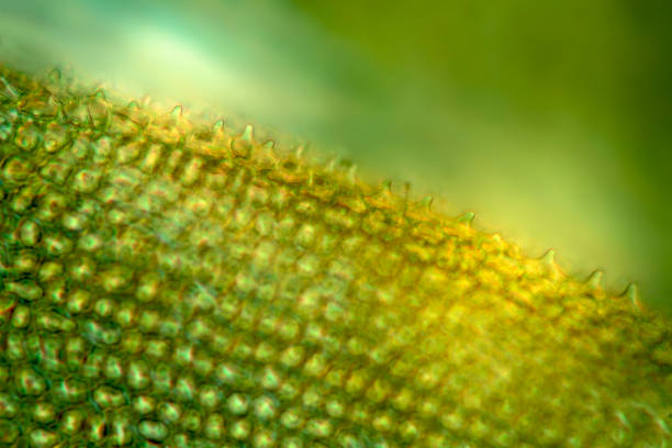 Unipapillose cells in a branch leaf of the bog groove moss, Aulacomnium palustre, from Newbury, New Hampshire, in a micrograph with polarization at 200x.