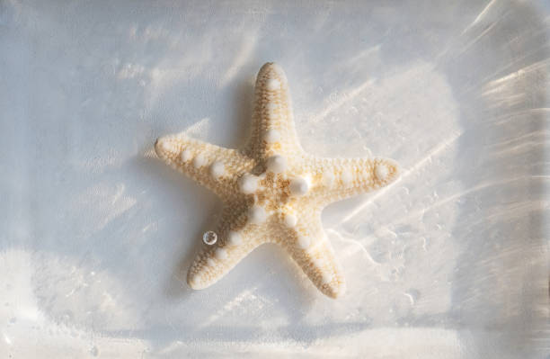 Ochre sea star (Pisaster ochraceus)