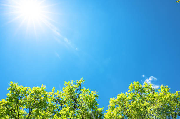 istock Sunny blue sky with treetops copy space scene 2194801460