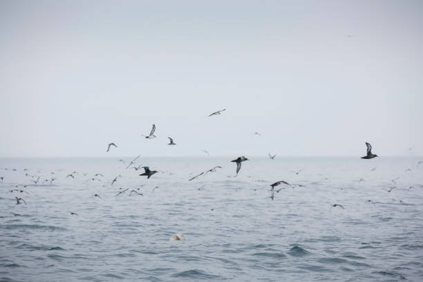 istock flock of sea birds 2194801745