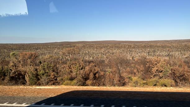 istock After bush fire in Wanagarren Nature Reserve, in Western Australia, is a pristine wilderness featuring coastal dunes, diverse wildlife, wildflowers, and serene trails, offering a peaceful escape into nature. 2194802116