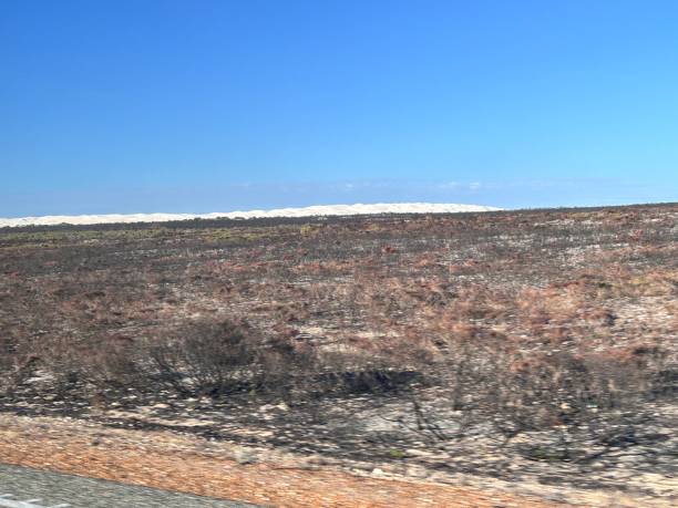 After bush fire in Wanagarren Nature Reserve, in Western Australia, is a pristine wilderness featuring coastal dunes, diverse wildlife, wildflowers, and serene trails, offering a peaceful escape into nature.