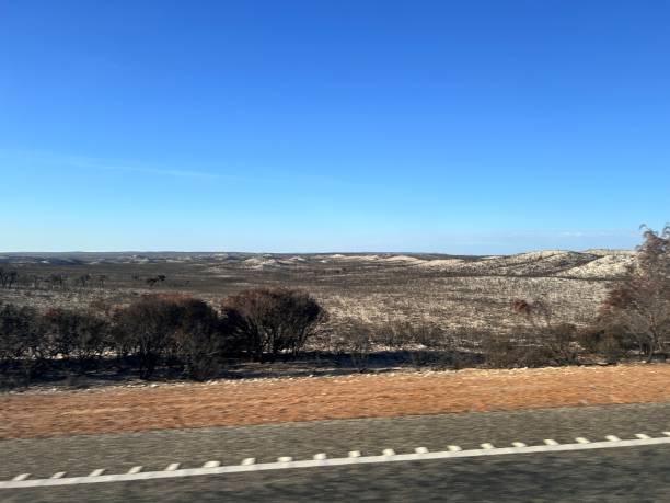 istock After bush fire in Wanagarren Nature Reserve, in Western Australia, is a pristine wilderness featuring coastal dunes, diverse wildlife, wildflowers, and serene trails, offering a peaceful escape into nature. 2194802133