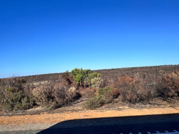 istock After bush fire in Wanagarren Nature Reserve, in Western Australia, is a pristine wilderness featuring coastal dunes, diverse wildlife, wildflowers, and serene trails, offering a peaceful escape into nature. 2194802213