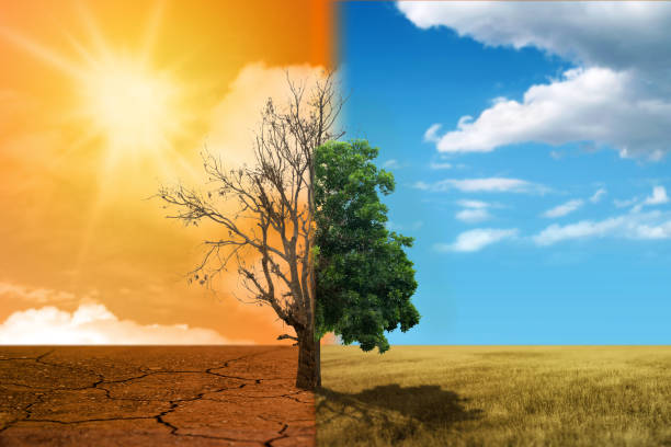 istock A tree grows in different weather. Dry tree on the drought field and lush tree on the fertile field 2194803019