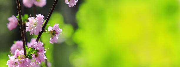 Colorful pink cherry blossoms, wide banner of spring nature. Lush foliage, spring sunny day. Freshness atmospheric mood. Copy space