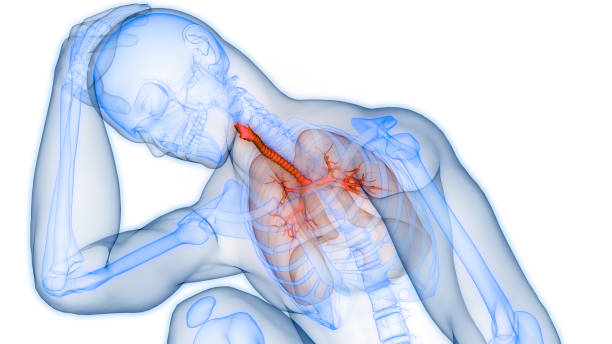 istock Human Respiratory System Lungs Anatomy 2194806006