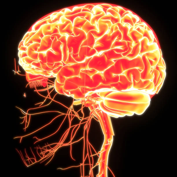 istock Central Organ of Human Nervous System Brain Anatomy 2194806052