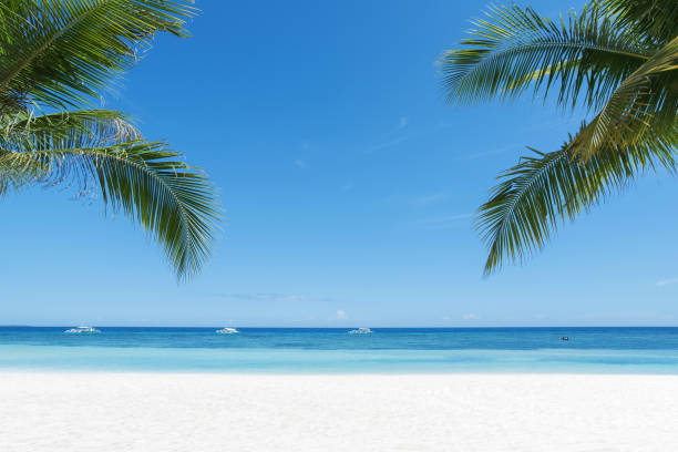 istock Tropical paradise beach and coconut palm tree with sunny blue sky copy space scene 2194806124