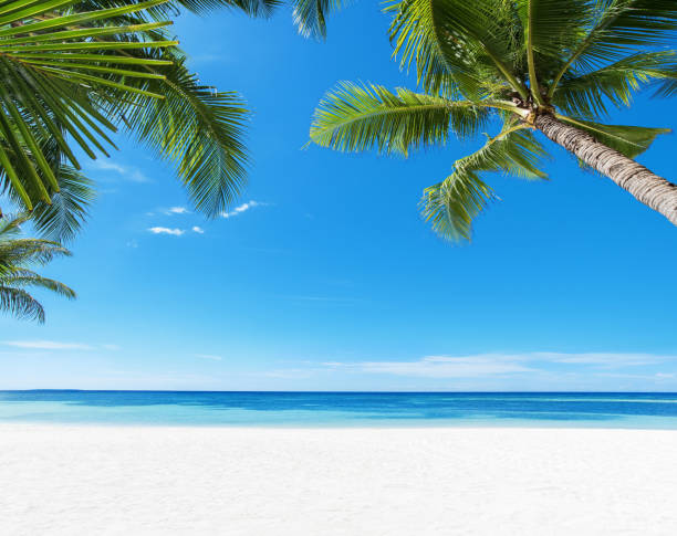 istock Tropical paradise beach and coconut palm tree with sunny blue sky copy space scene 2194806607