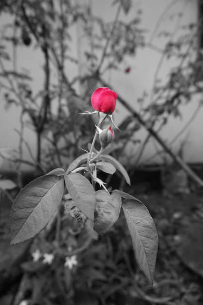 Flowers symbol of hope , love, joy, beauty and confidence -
