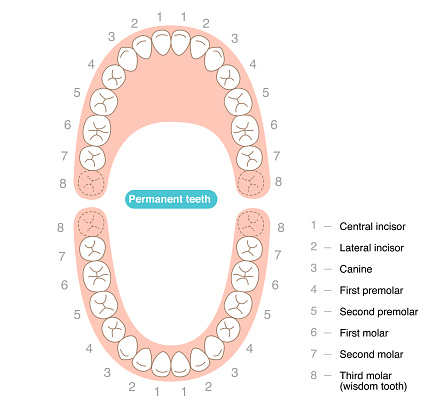 Dention Types The Permanent Dentition And Their Names Stock Illustration - Download ...