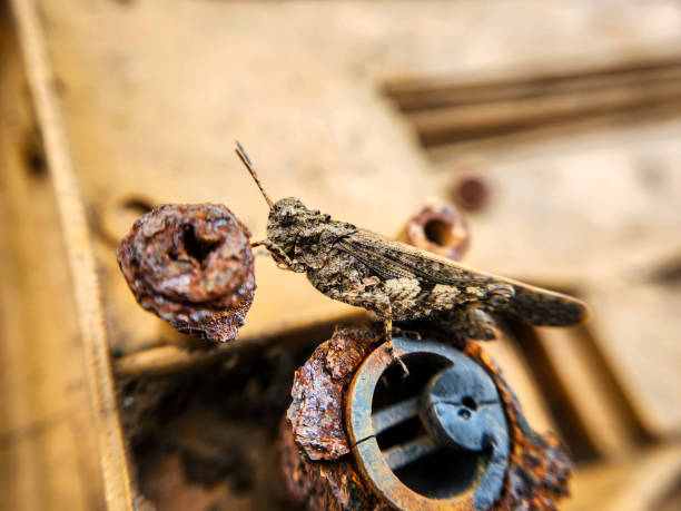 istock Pale-winged grasshopper macro photo 2194808937