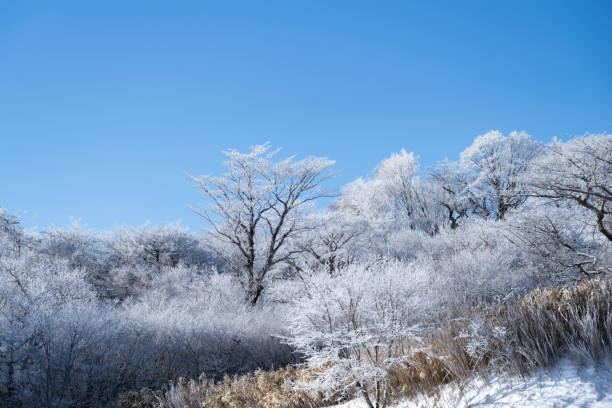 istock Beautiful frosted trees and blue sky 2194809032