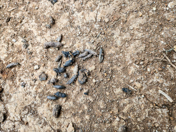 istock Rat droppings on the ground 2194809055