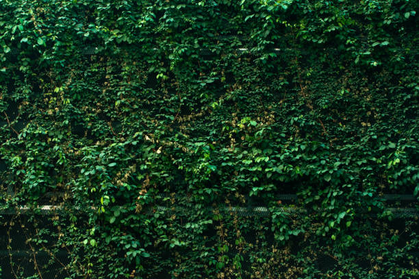 istock A big green leaf wall behind the building. 2194809391