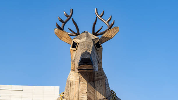 Close up of a red deer stag lying down in a field of grass