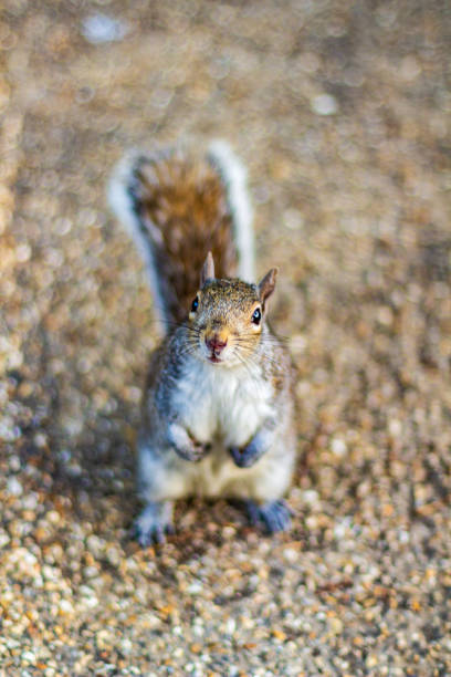 Close-Up of a Curious Squirrel on Gravel Surface