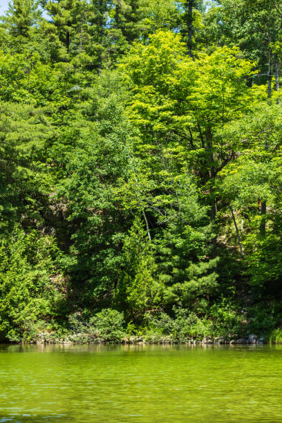 istock Lush Green Forest by a Serene Lake in Quebec's Summer Landscape 2194810679