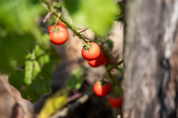 Ripe Solanum capsicoides Allioni plants in the wild