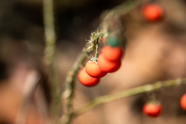 Ripe Solanum capsicoides Allioni plants in the wild