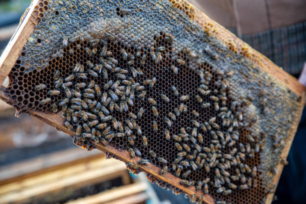Farmer's hands picking up a beehive and checking the bees inside