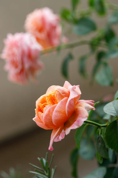 Pink orange beautiful blooming roses in garden, close up. Selective focus.