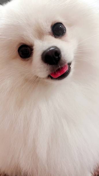 istock White Pomeranian dog with red tongue on a white background. 2194813952